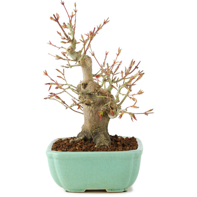 Acer palmatum, 20 cm, ± 15 ans