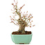 Acer palmatum, 20 cm, ± 15 years old