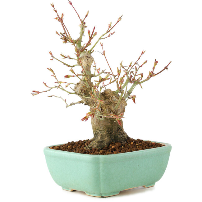 Acer palmatum, 20 cm, ± 15 anni