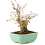 Acer palmatum, 20 cm, ± 15 años