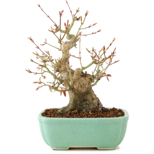 Acer palmatum, 20 cm, ± 15 anni