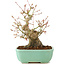 Acer palmatum, 20 cm, ± 15 años