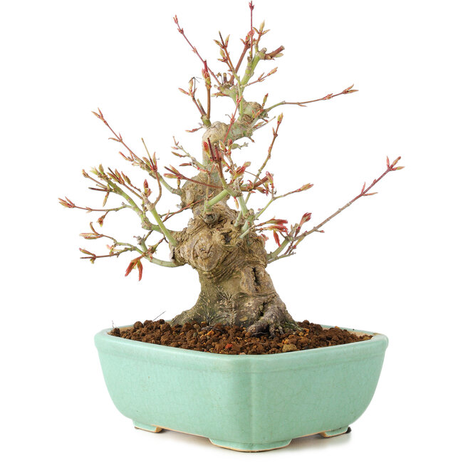 Acer palmatum, 20 cm, ± 15 ans