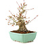 Acer palmatum, 20 cm, ± 15 Jahre alt