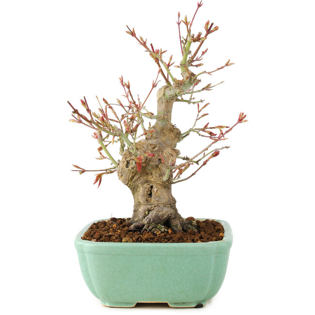 Acer palmatum, 20 cm, ± 15 jaar oud