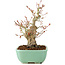 Acer palmatum, 20 cm, ± 15 ans