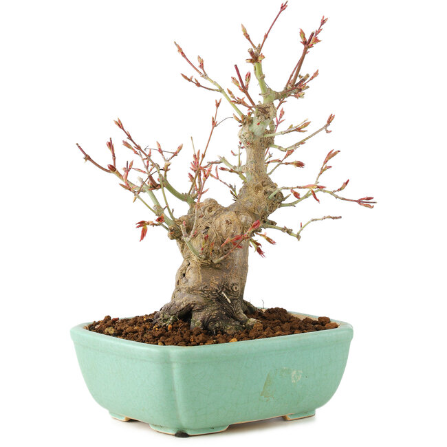 Acer palmatum, 20 cm, ± 15 años