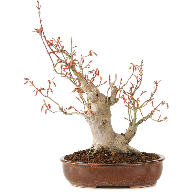 Acer palmatum, 23 cm, ± 20 ans