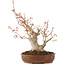 Acer palmatum, 23 cm, ± 20 años