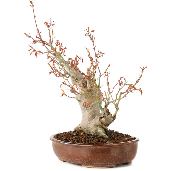 Acer palmatum, 23 cm, ± 20 años