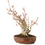 Acer palmatum, 23 cm, ± 20 Jahre alt