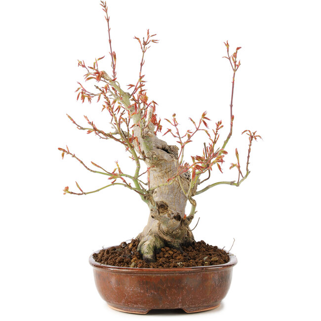 Acer palmatum, 23 cm, ± 20 años