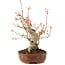 Acer palmatum, 23 cm, ± 20 anni