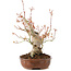 Acer palmatum, 23 cm, ± 20 jaar oud