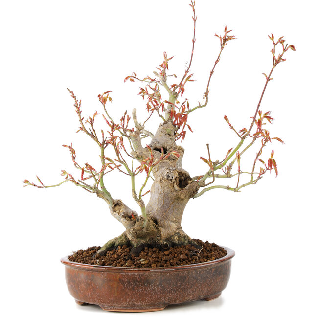 Acer palmatum, 23 cm, ± 20 años