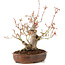 Acer palmatum, 23 cm, ± 20 jaar oud