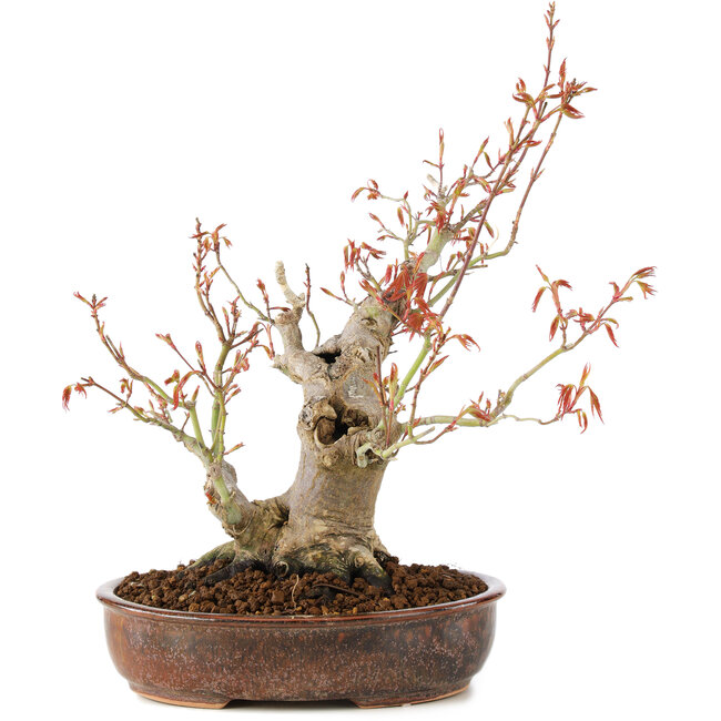 Acer palmatum, 23 cm, ± 20 anni