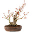 Acer palmatum, 23 cm, ± 20 años