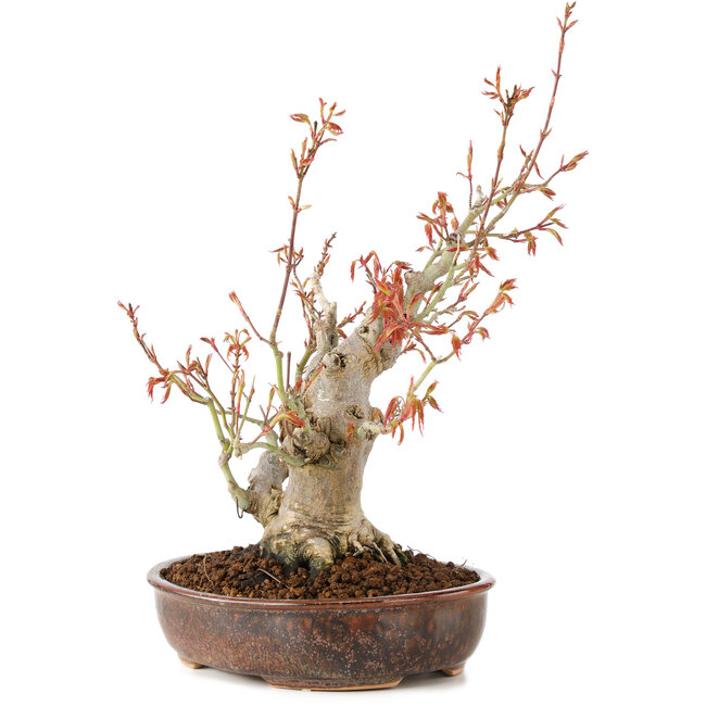 Acer palmatum, 23 cm, ± 20 anni