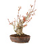 Acer palmatum, 23 cm, ± 20 años