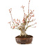 Acer palmatum, 23 cm, ± 20 jaar oud