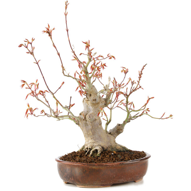 Acer palmatum, 23 cm, ± 20 años
