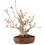 Acer palmatum, 23 cm, ± 20 jaar oud