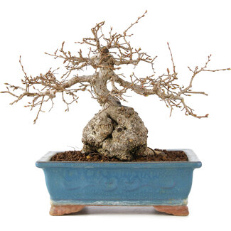 Carpinus coreana, 23 cm, ± 60 anni