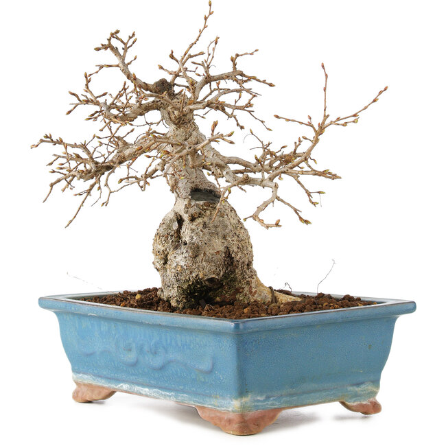 Carpinus coreana, 23 cm, ± 60 Jahre alt