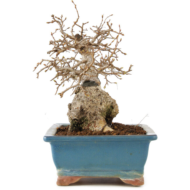 Carpinus coreana, 23 cm, ± 60 jaar oud
