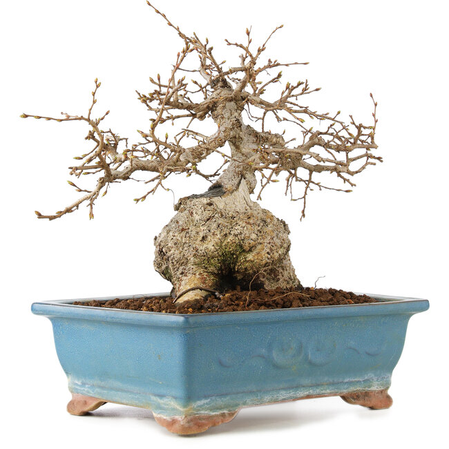 Carpinus coreana, 23 cm, ± 60 años