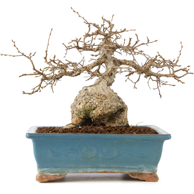 Carpinus coreana, 23 cm, ± 60 ans