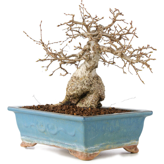 Carpinus coreana, 23 cm, ± 60 anni