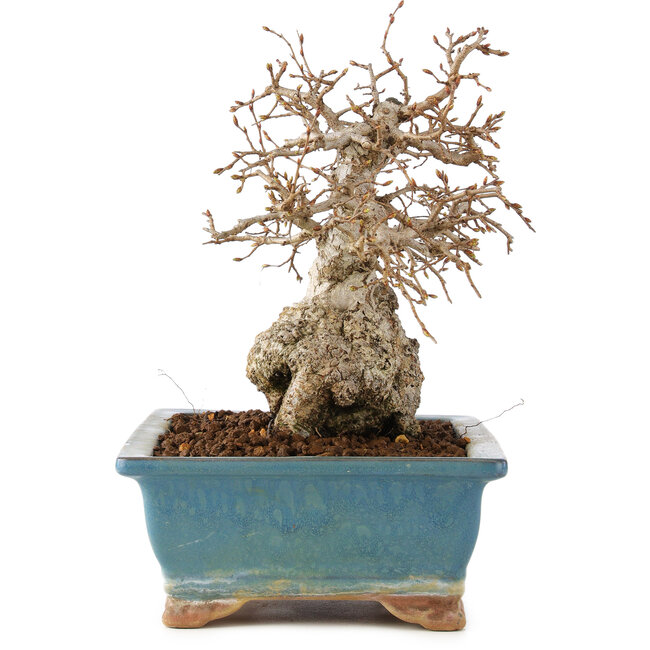 Carpinus coreana, 23 cm, ± 60 years old