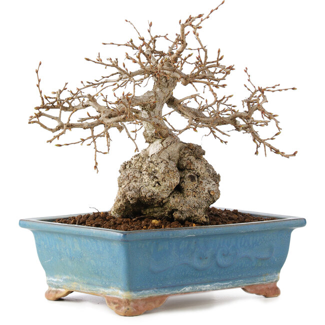 Carpinus coreana, 23 cm, ± 60 ans