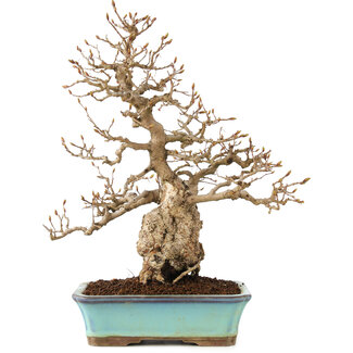 Carpinus coreana, 31 cm, ± 50 anni