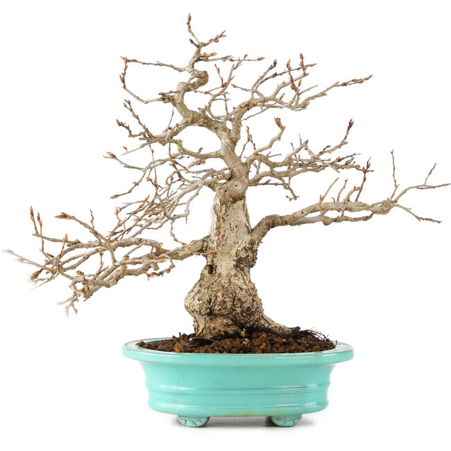 Carpinus coreana, 26 cm, ± 45 jaar oud