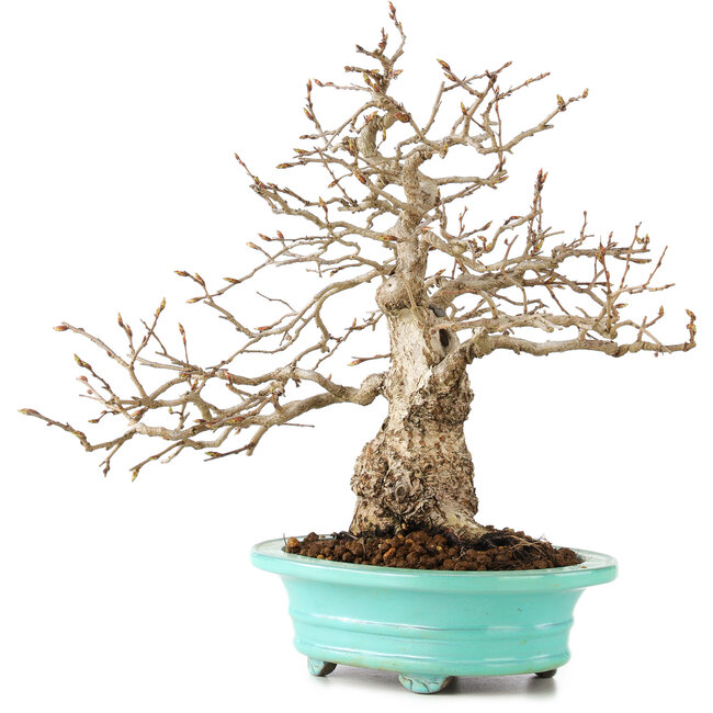 Carpinus coreana, 26 cm, ± 45 ans