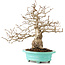 Carpinus coreana, 26 cm, ± 45 ans