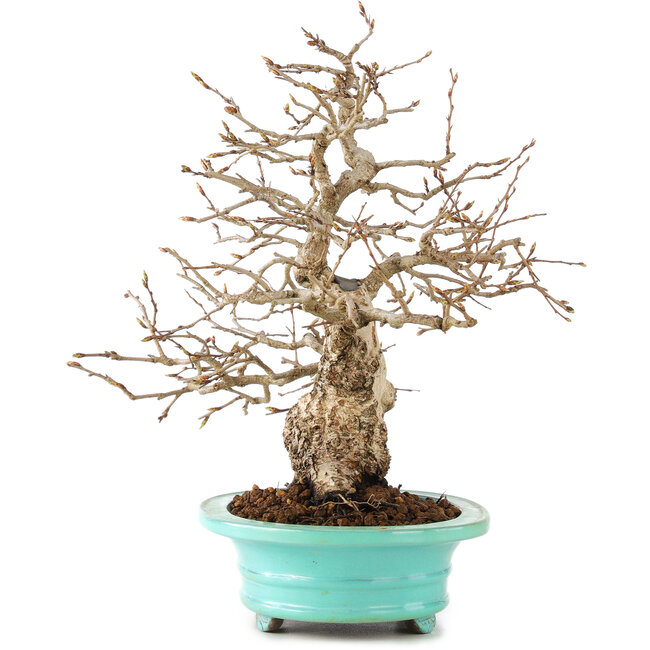 Carpinus coreana, 26 cm, ± 45 Jahre alt