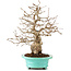 Carpinus coreana, 26 cm, ± 45 Jahre alt