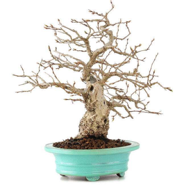 Carpinus coreana, 26 cm, ± 45 jaar oud