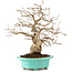 Carpinus coreana, 26 cm, ± 45 ans