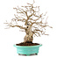 Carpinus coreana, 26 cm, ± 45 years old