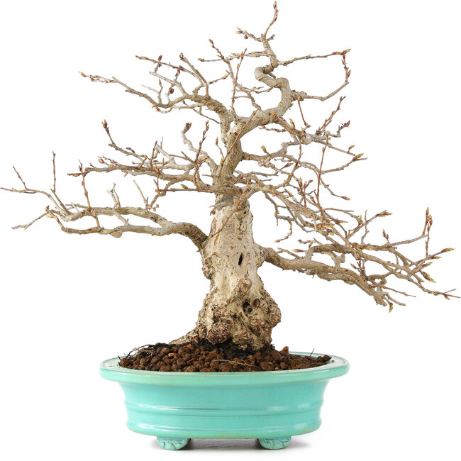 Carpinus coreana, 26 cm, ± 45 anni