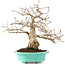 Carpinus coreana, 26 cm, ± 45 ans