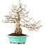 Carpinus coreana, 26 cm, ± 45 Jahre alt