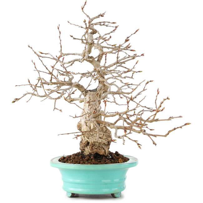 Carpinus coreana, 26 cm, ± 45 ans