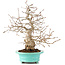 Carpinus coreana, 26 cm, ± 45 ans