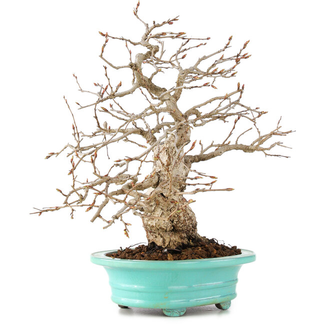 Carpinus coreana, 26 cm, ± 45 ans
